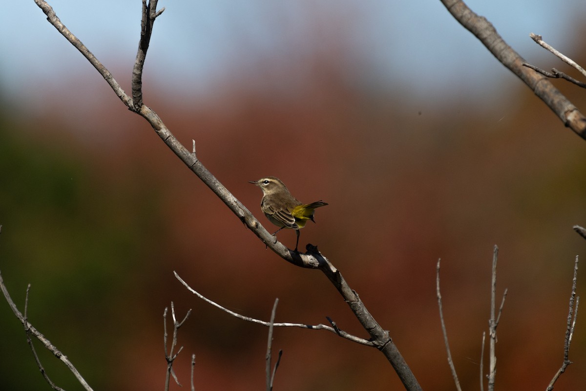 Palm Warbler - ML646712360