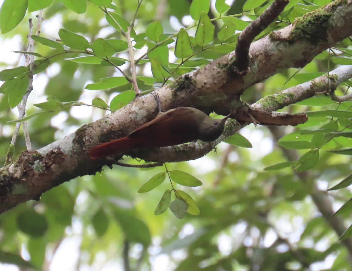 Olivaceous Woodcreeper - ML646712362