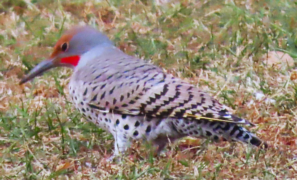 Northern Flicker (Yellow-shafted x Red-shafted) - ML646712364