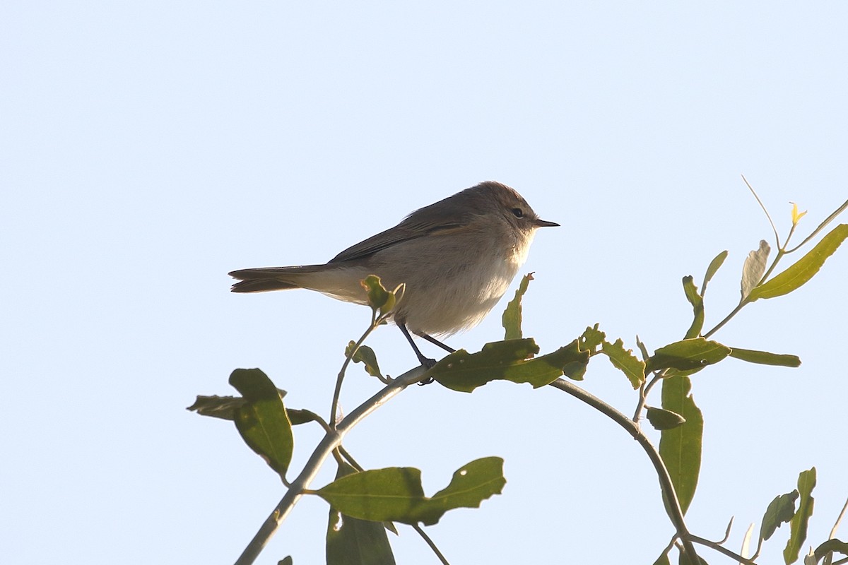 gransanger - ML646712365