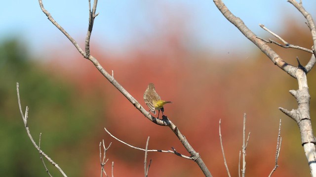 Palm Warbler - ML646712366