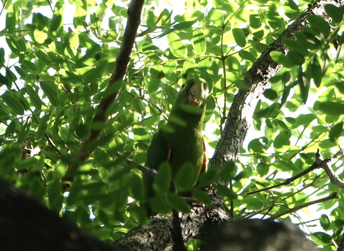 White-eyed Parakeet - ML646712367