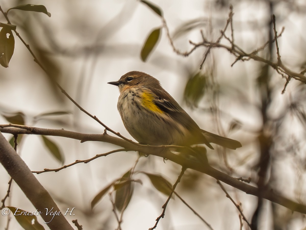 Yellow-rumped Warbler (Myrtle) - ML646712368