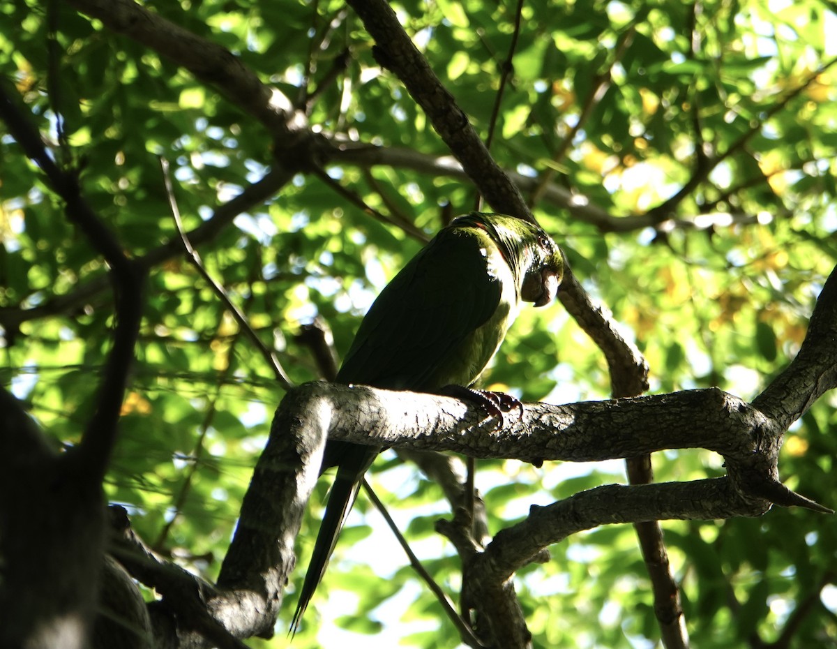 White-eyed Parakeet - ML646712369
