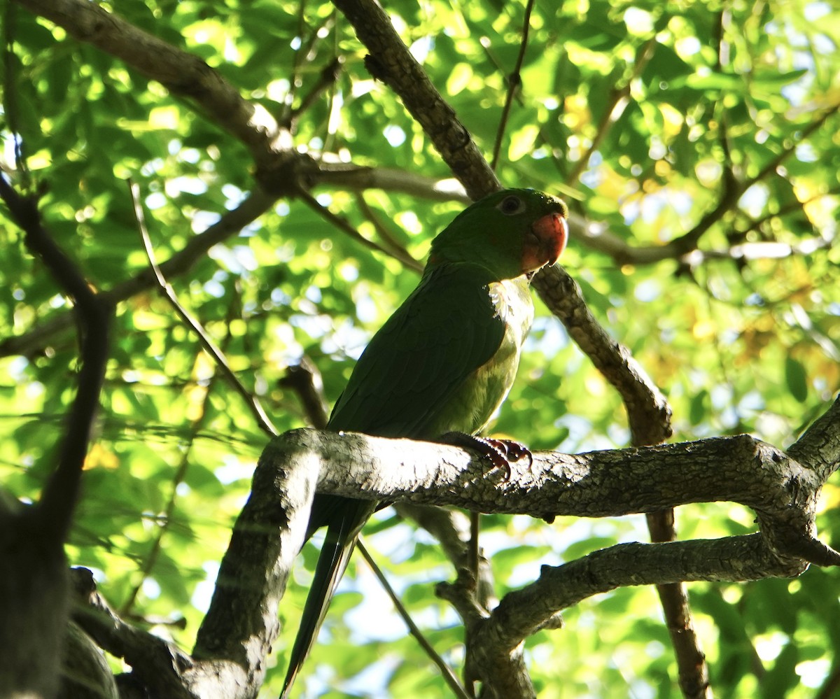 White-eyed Parakeet - ML646712371