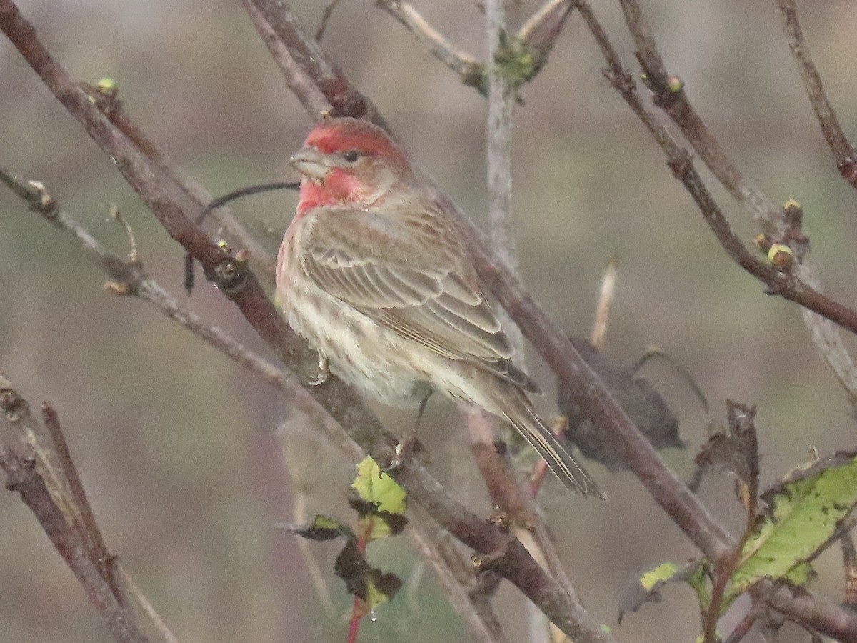 hýl rudoprsý - ML646712372