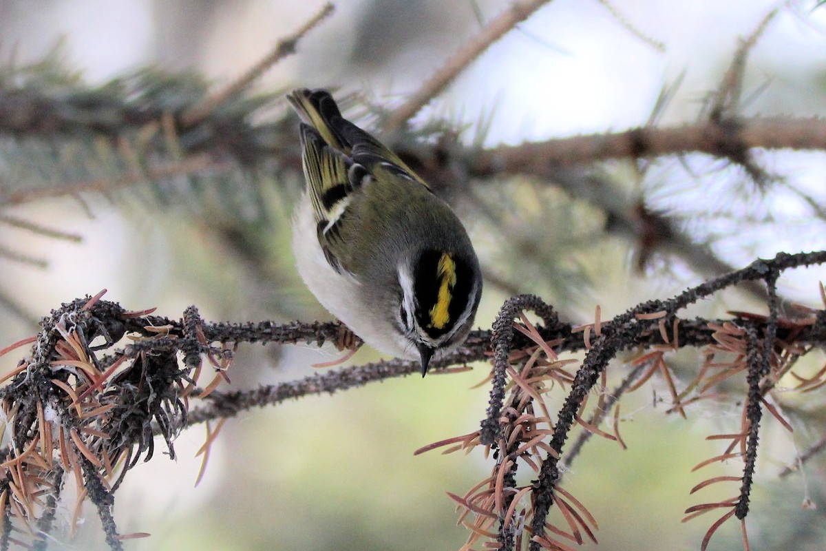 Golden-crowned Kinglet - ML646712373