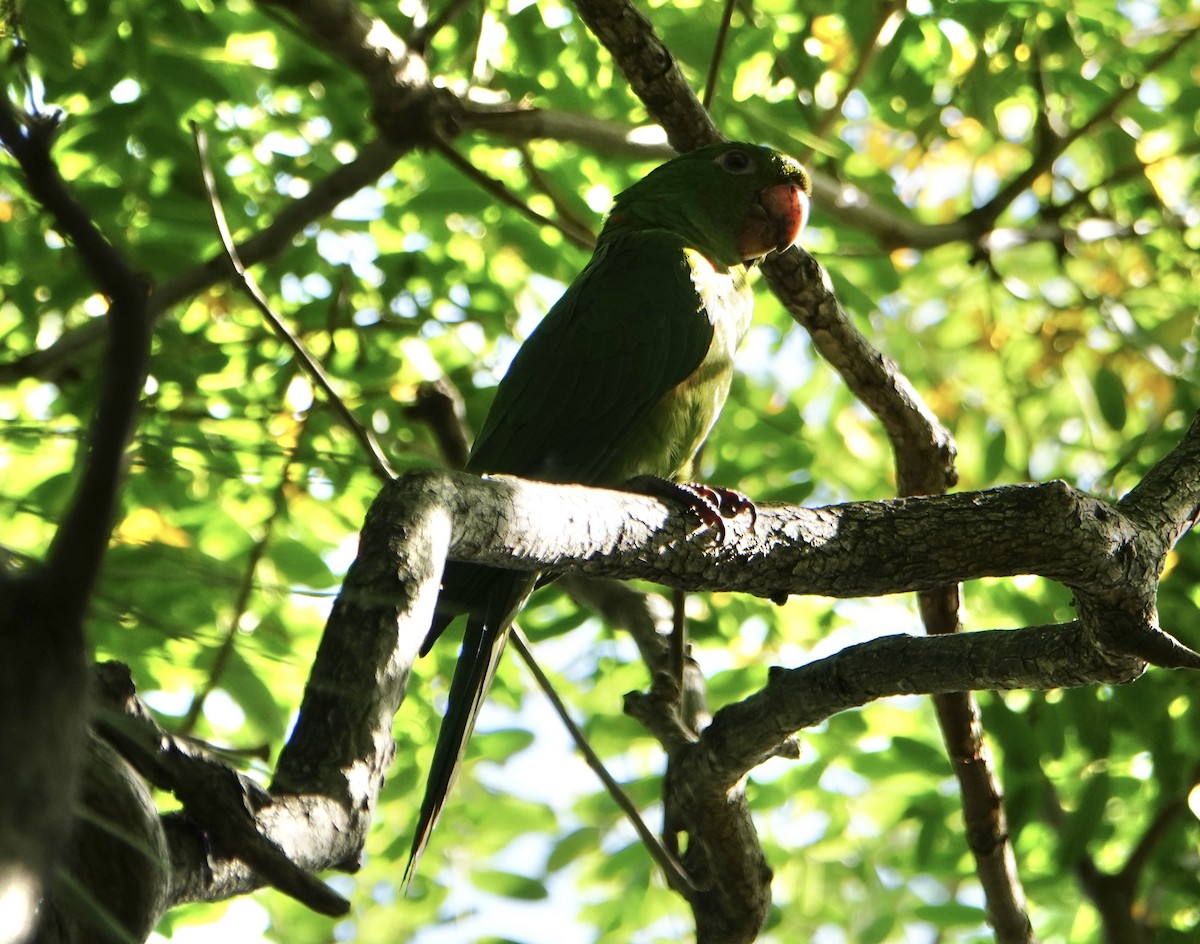 White-eyed Parakeet - ML646712374
