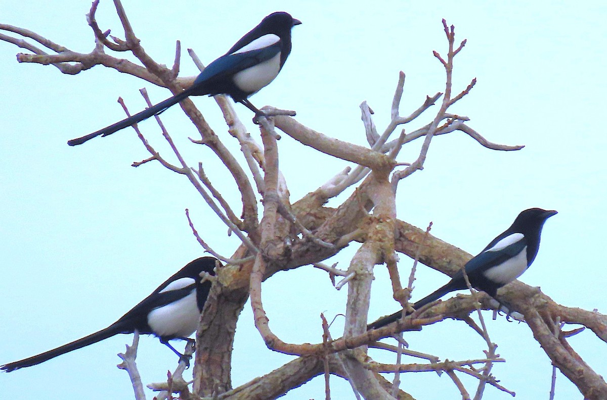 Black-billed Magpie - ML646712375