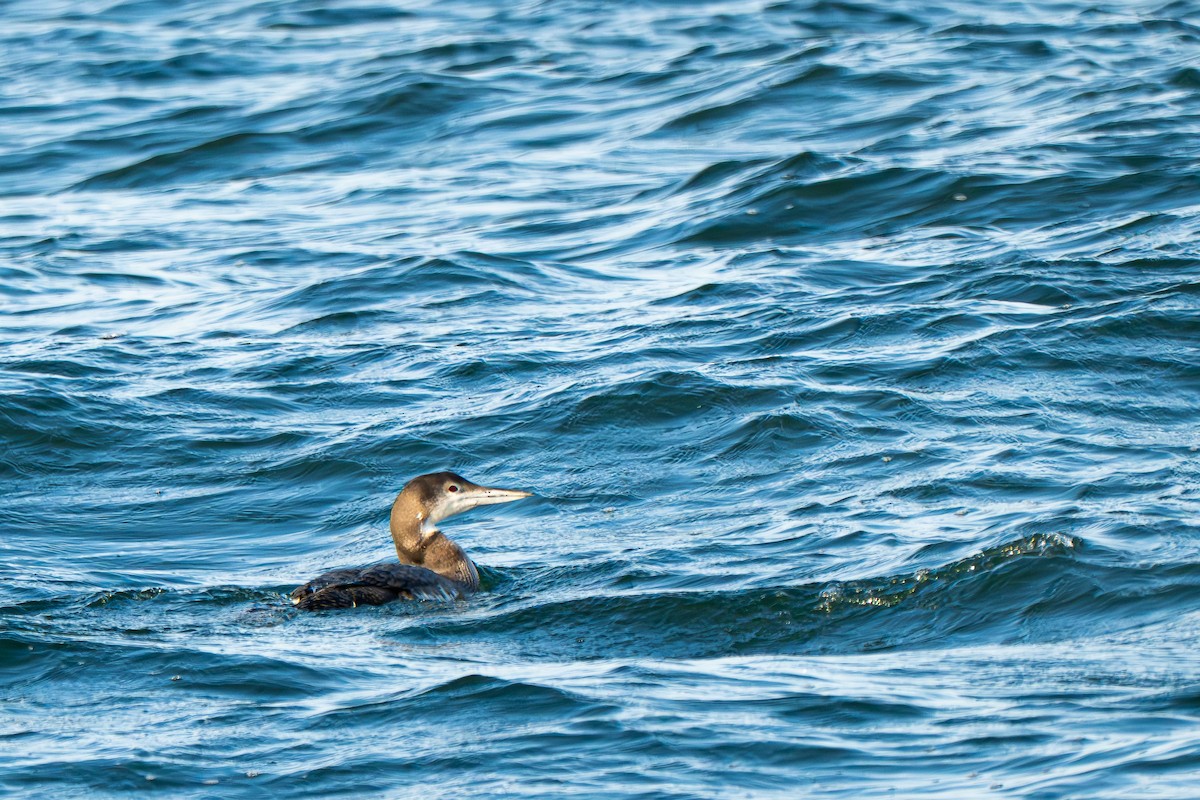 Buz Dalgıcı - ML646712376