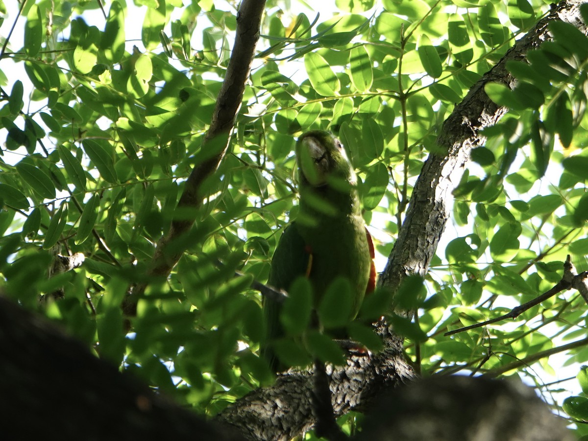 White-eyed Parakeet - ML646712377