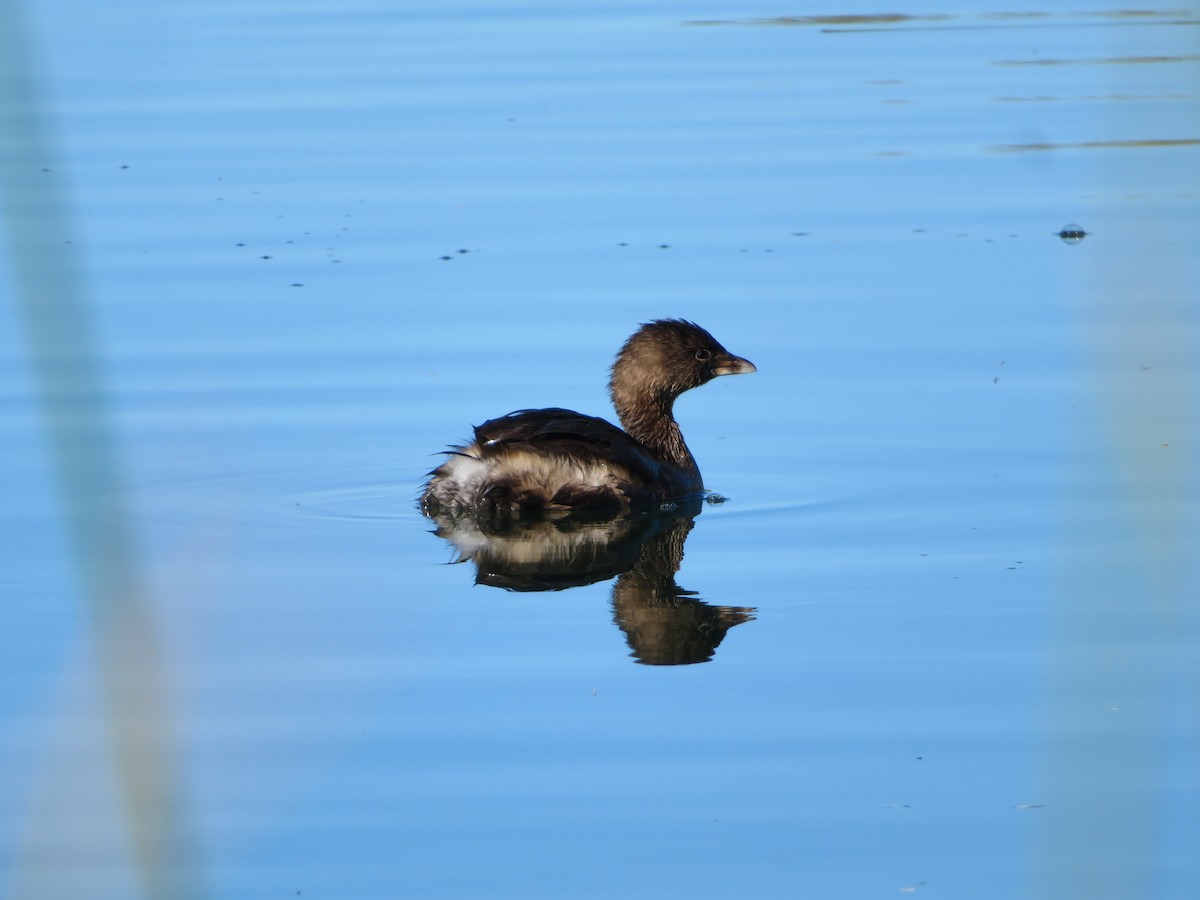 Pied-billed Grebe - ML646712378