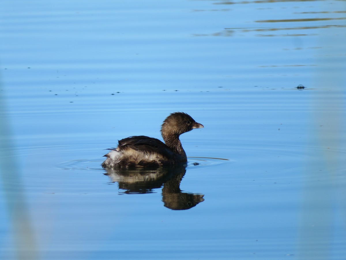Pied-billed Grebe - ML646712379