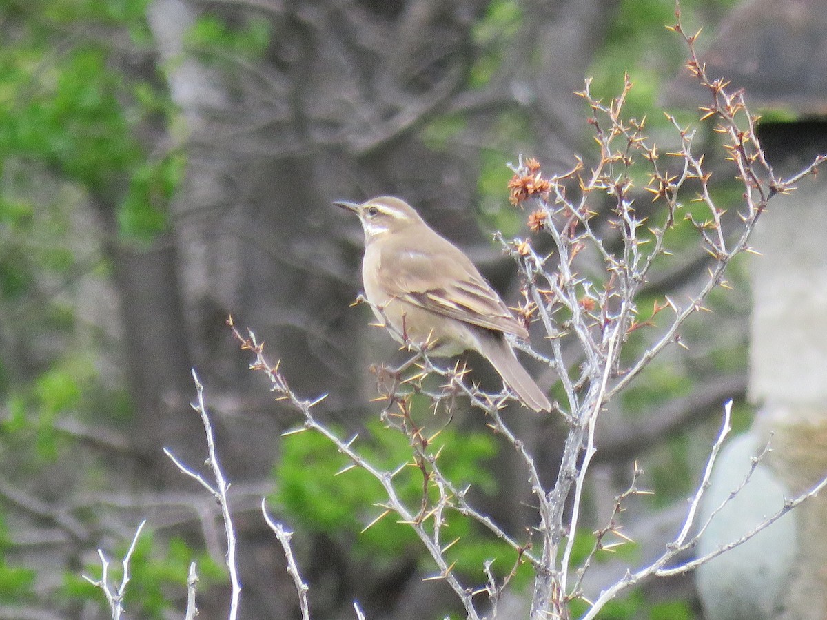 Buff-winged Cinclodes - ML646712380