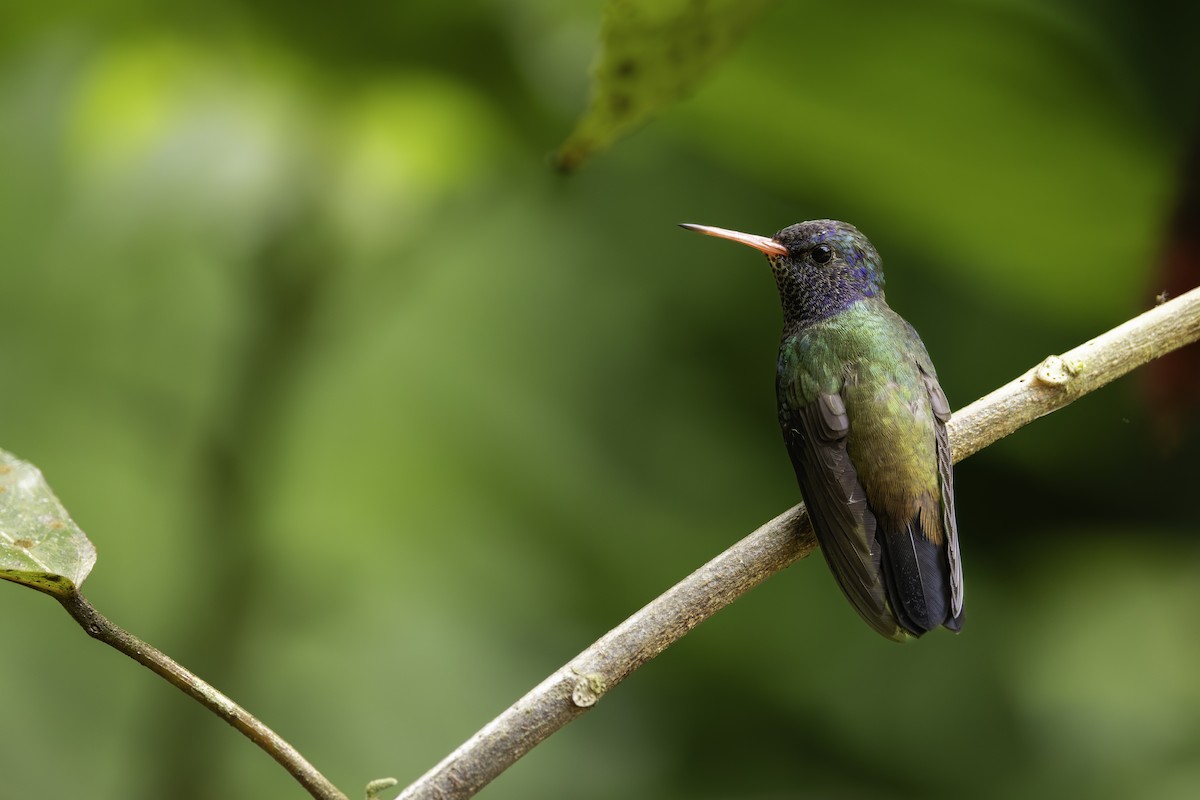 White-chinned Sapphire - ML646712381