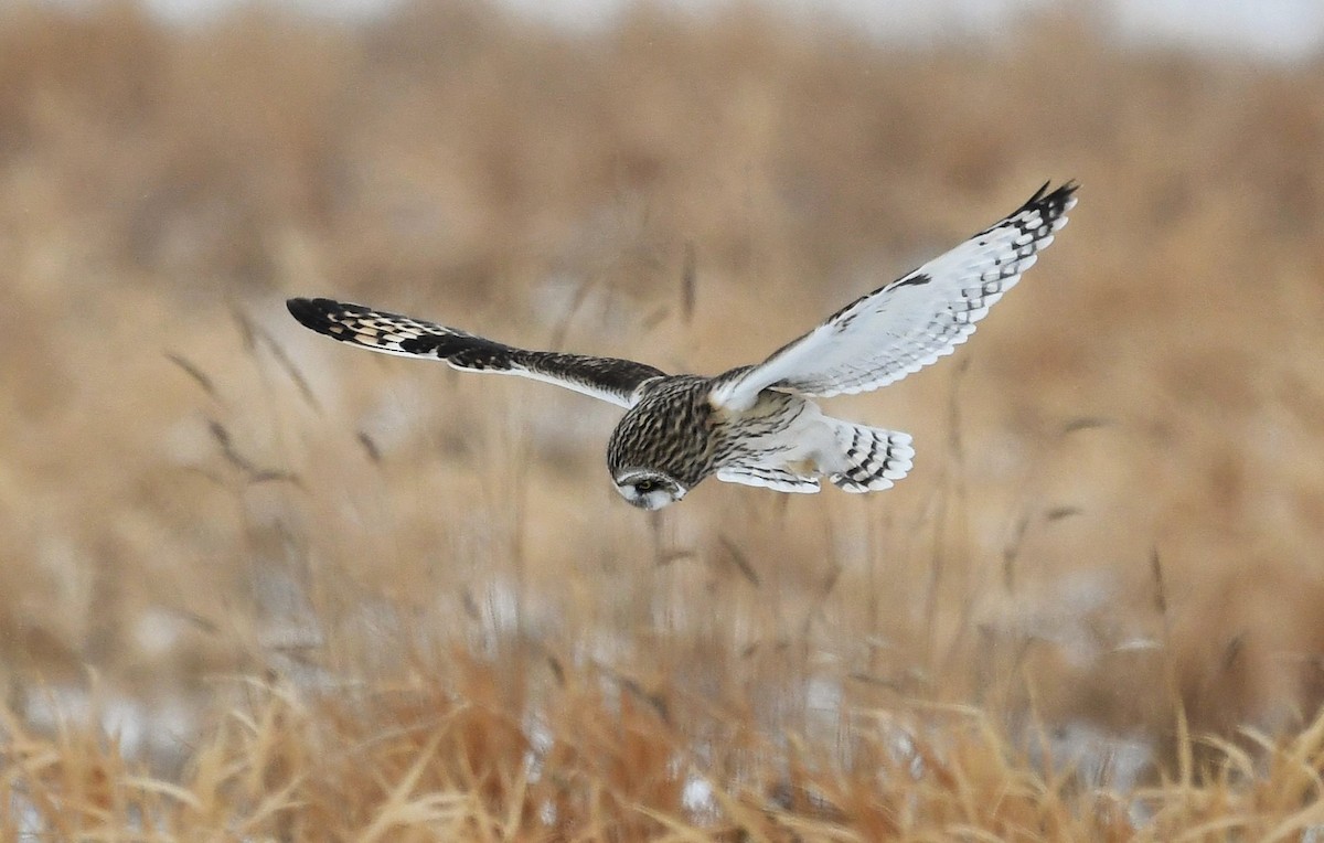 Zingira-hontza - ML646712382