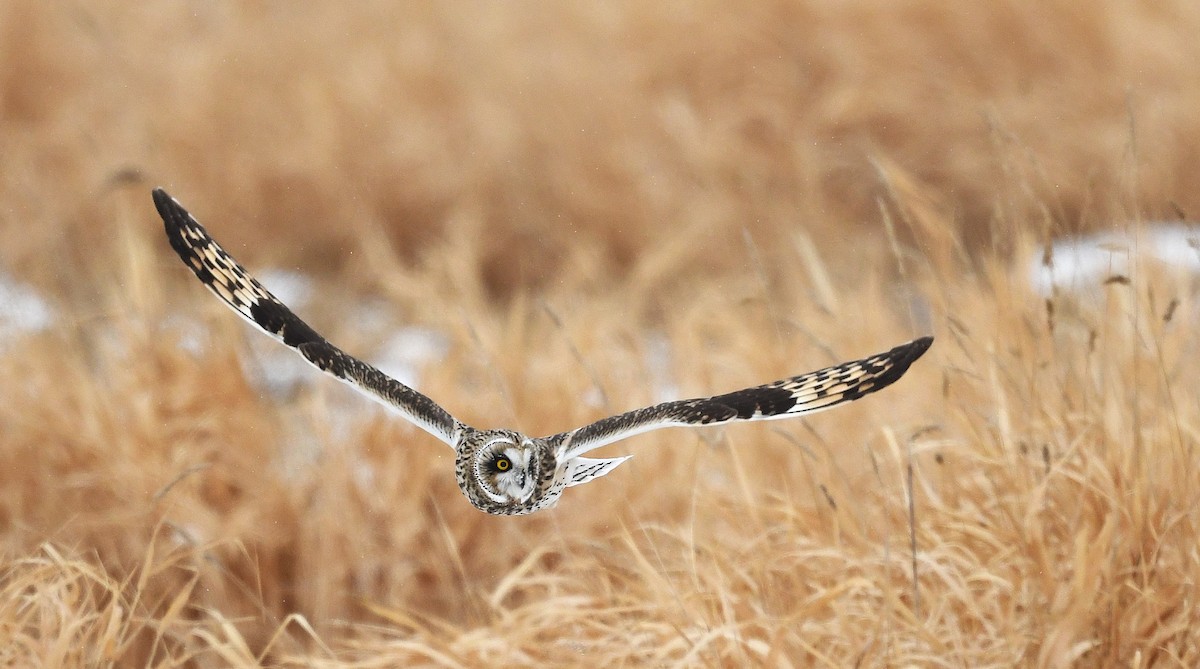 Short-eared Owl - ML646712383