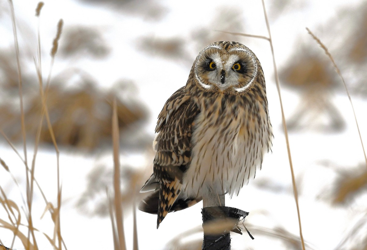 Zingira-hontza - ML646712384