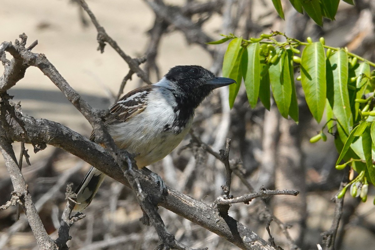 Collared Antshrike - ML646712385