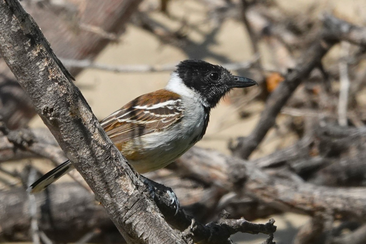 Collared Antshrike - ML646712386