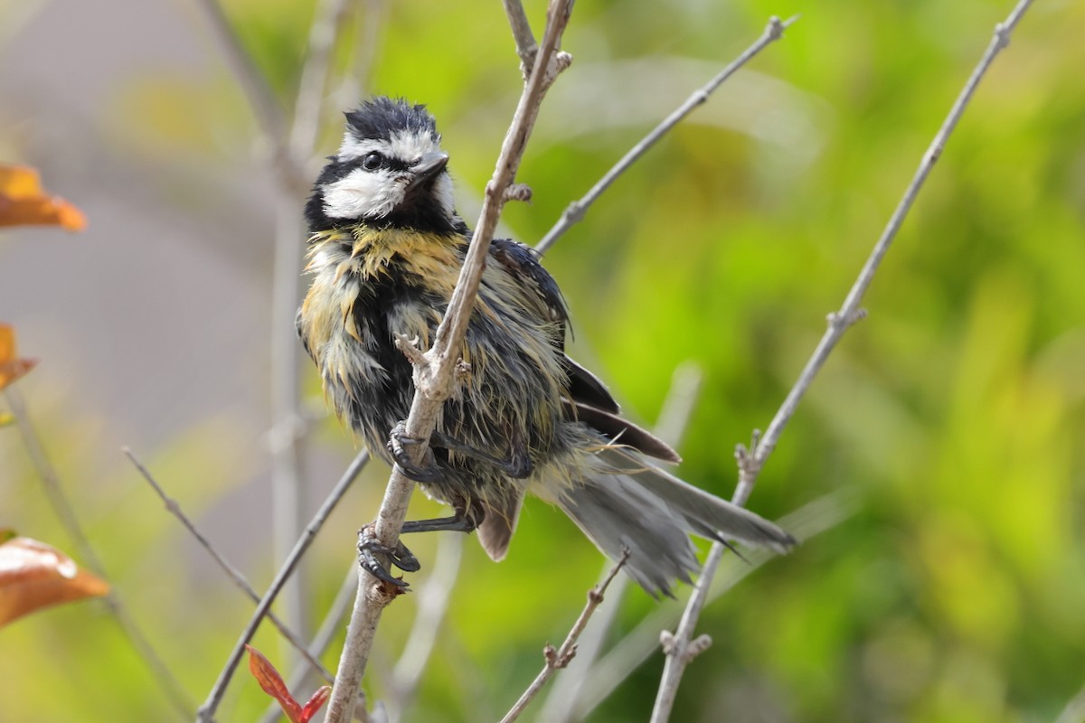 African Blue Tit - ML646712390