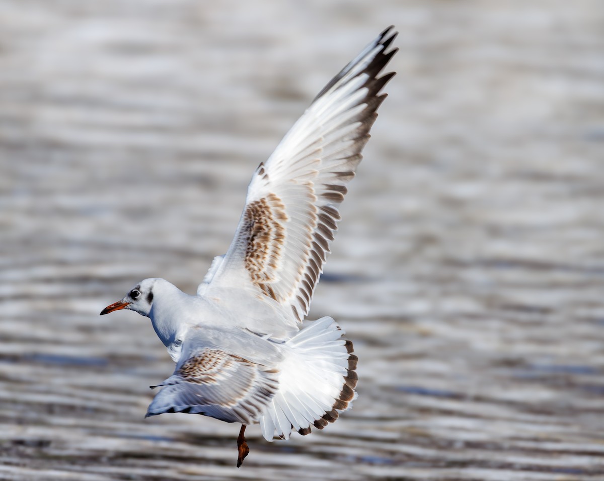 Black-headed Gull - ML646712391