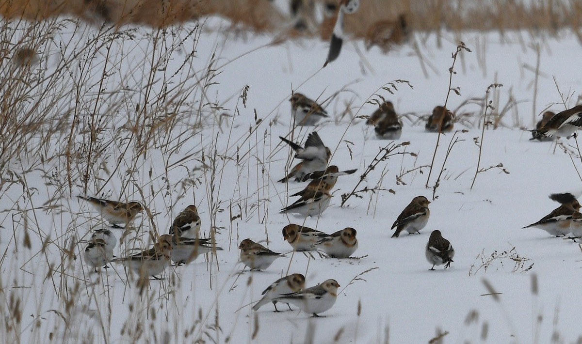Snow Bunting - ML646712393