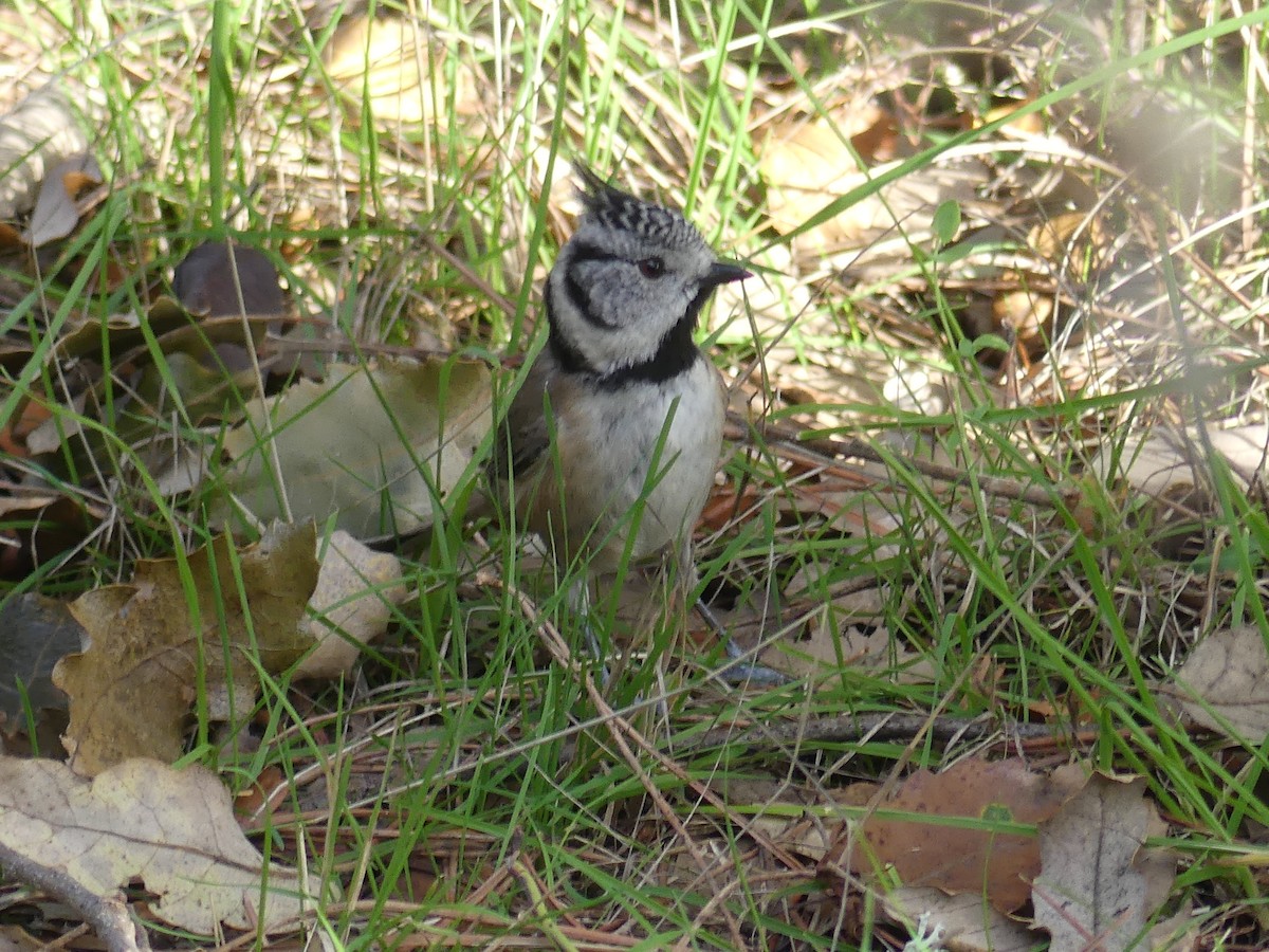 Crested Tit - ML646712394