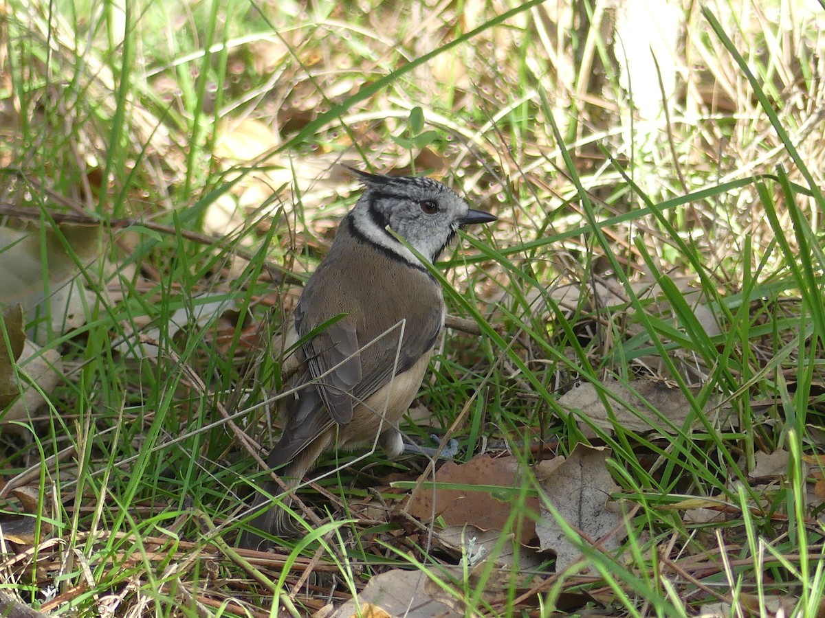 Crested Tit - ML646712395