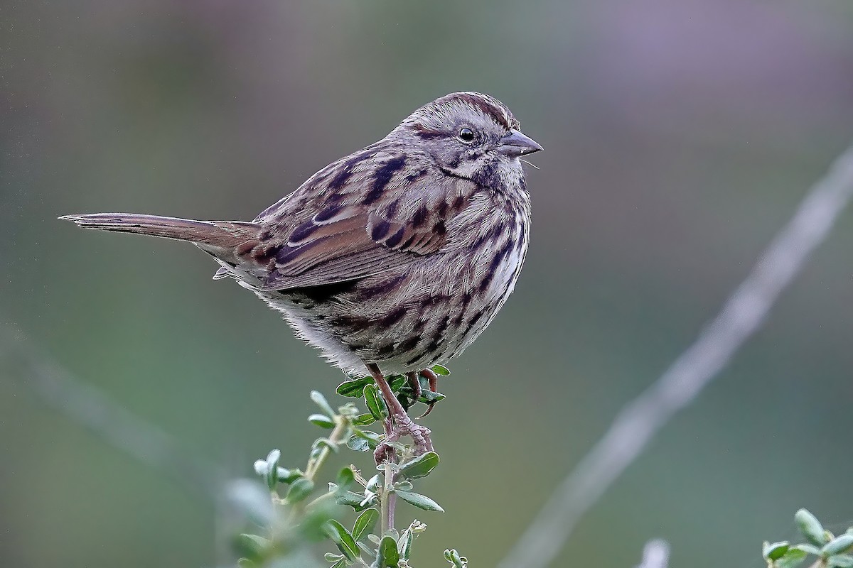 Song Sparrow - ML646712397
