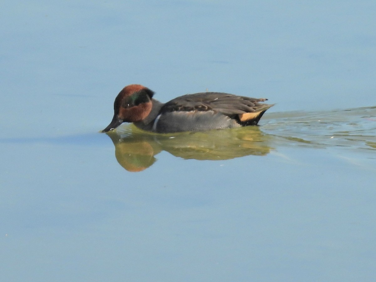 Green-winged Teal - ML646712398