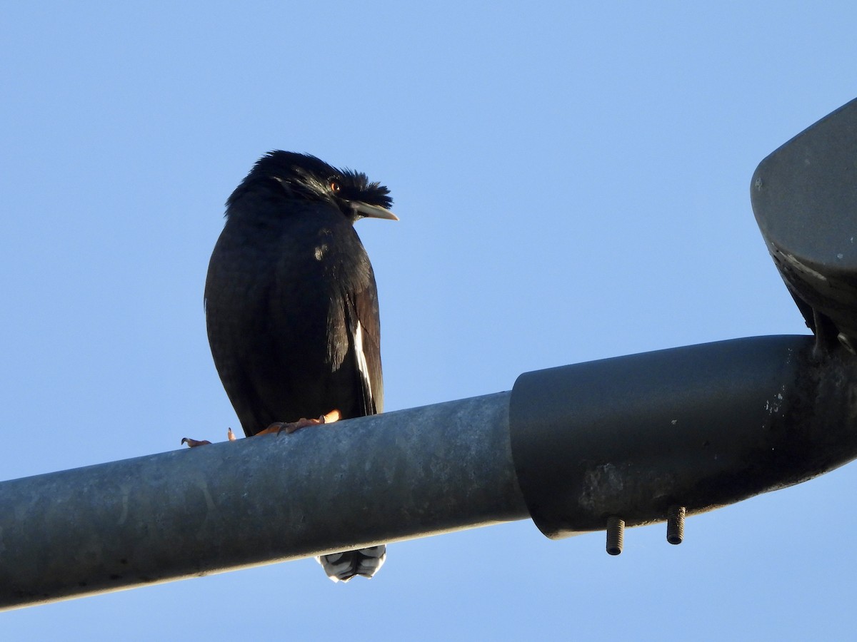 Crested Myna - ML646712399