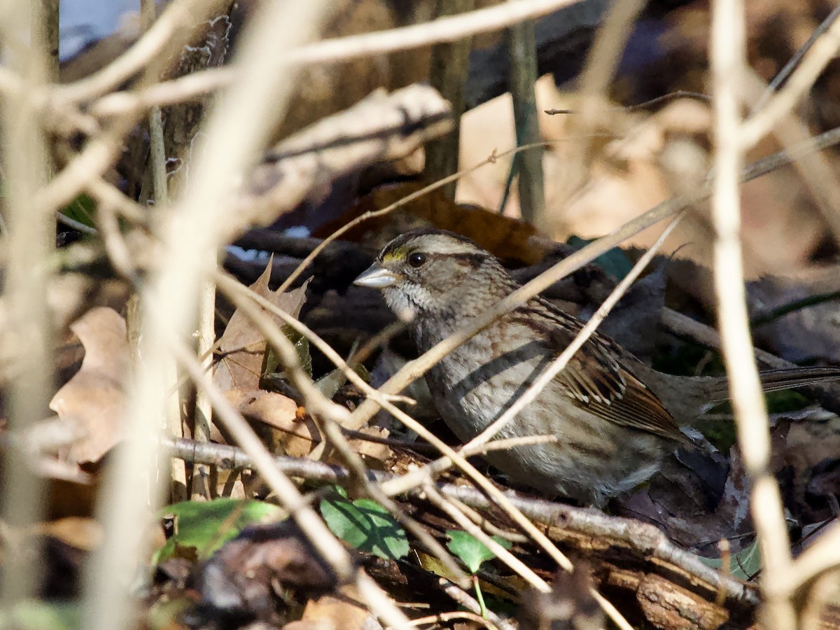 White-throated Sparrow - ML646712400