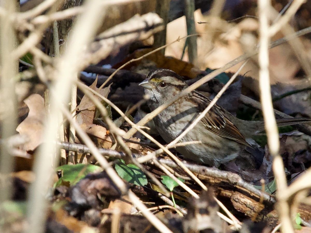 White-throated Sparrow - ML646712401