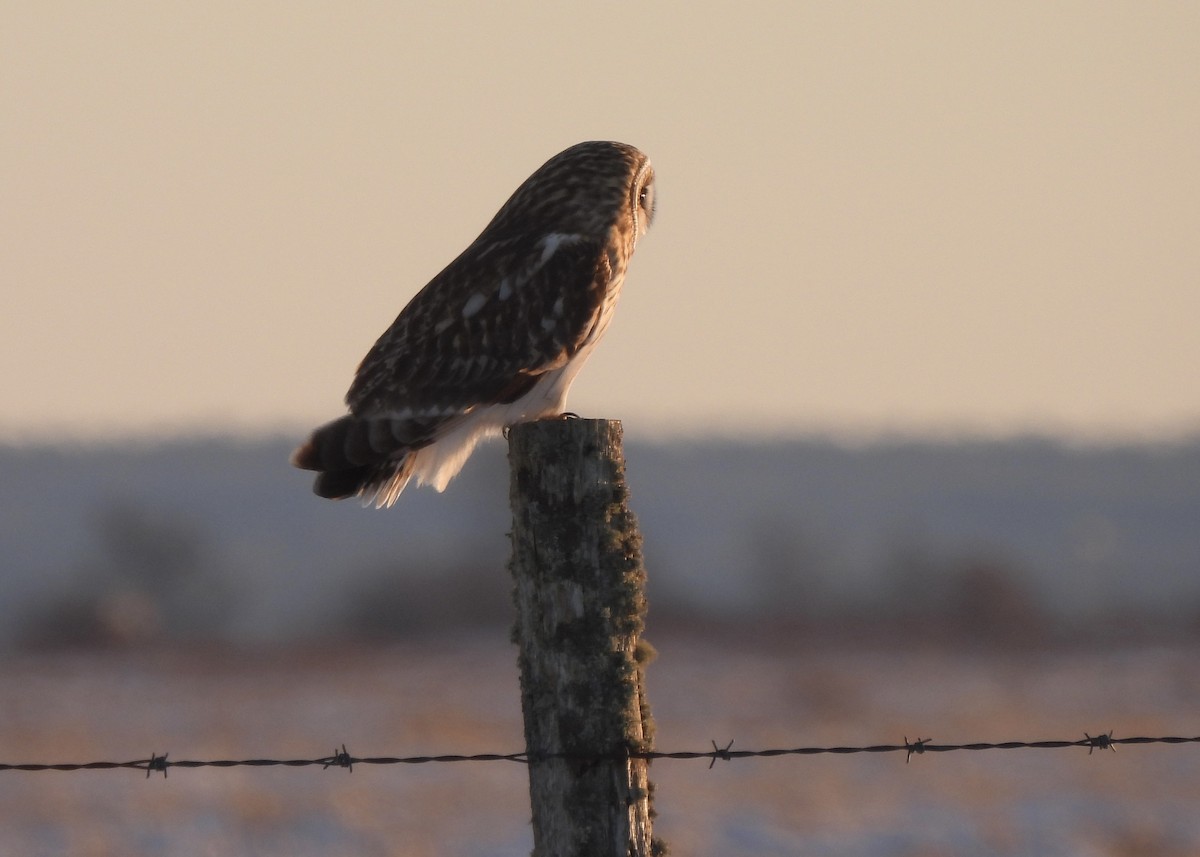 Short-eared Owl - ML646712402