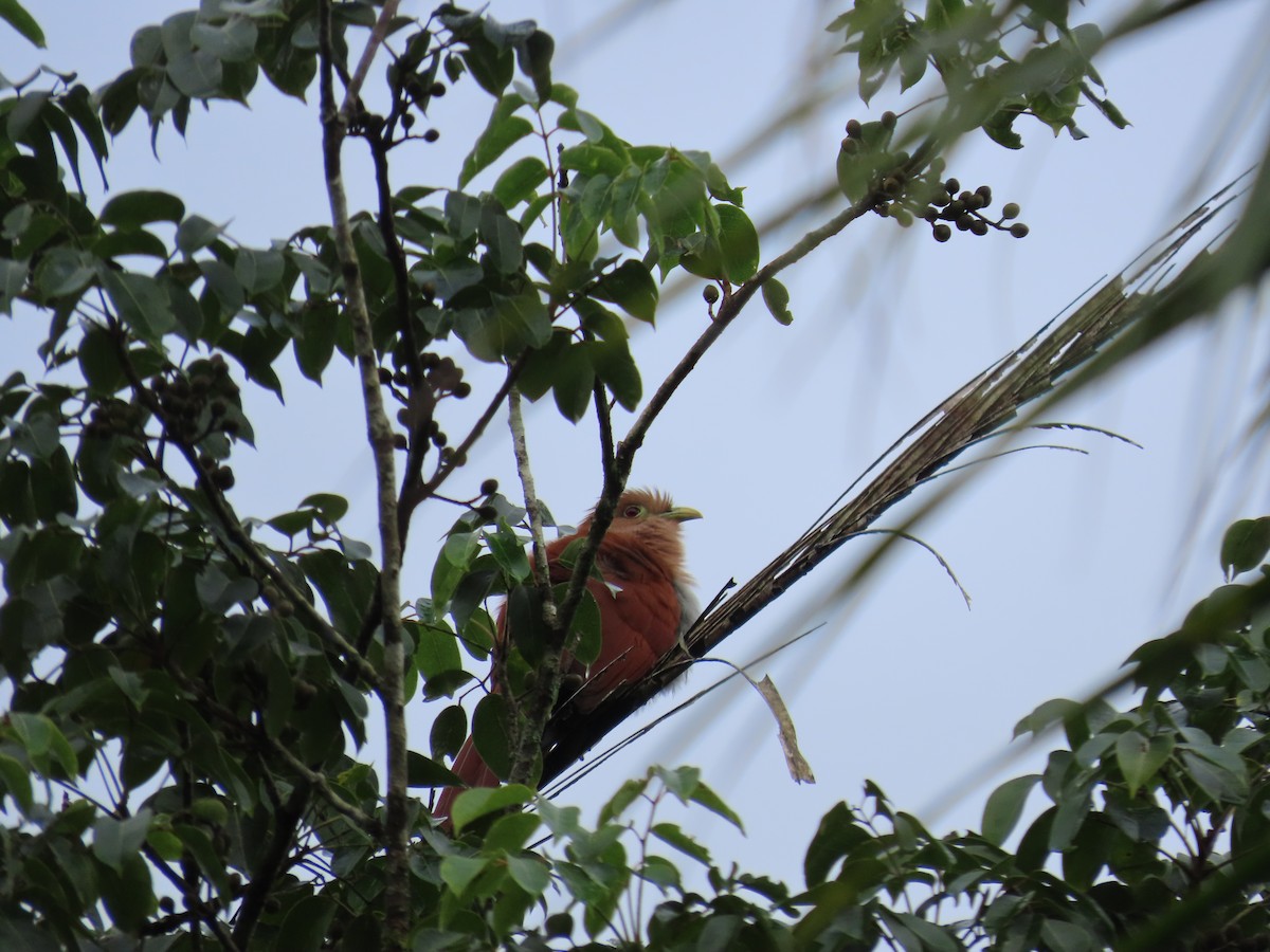 Common Squirrel-Cuckoo - ML646712404