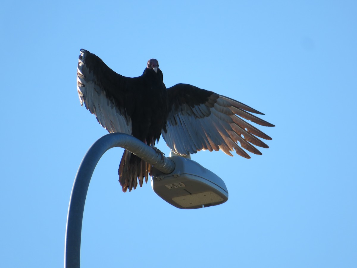 Turkey Vulture - ML646712405