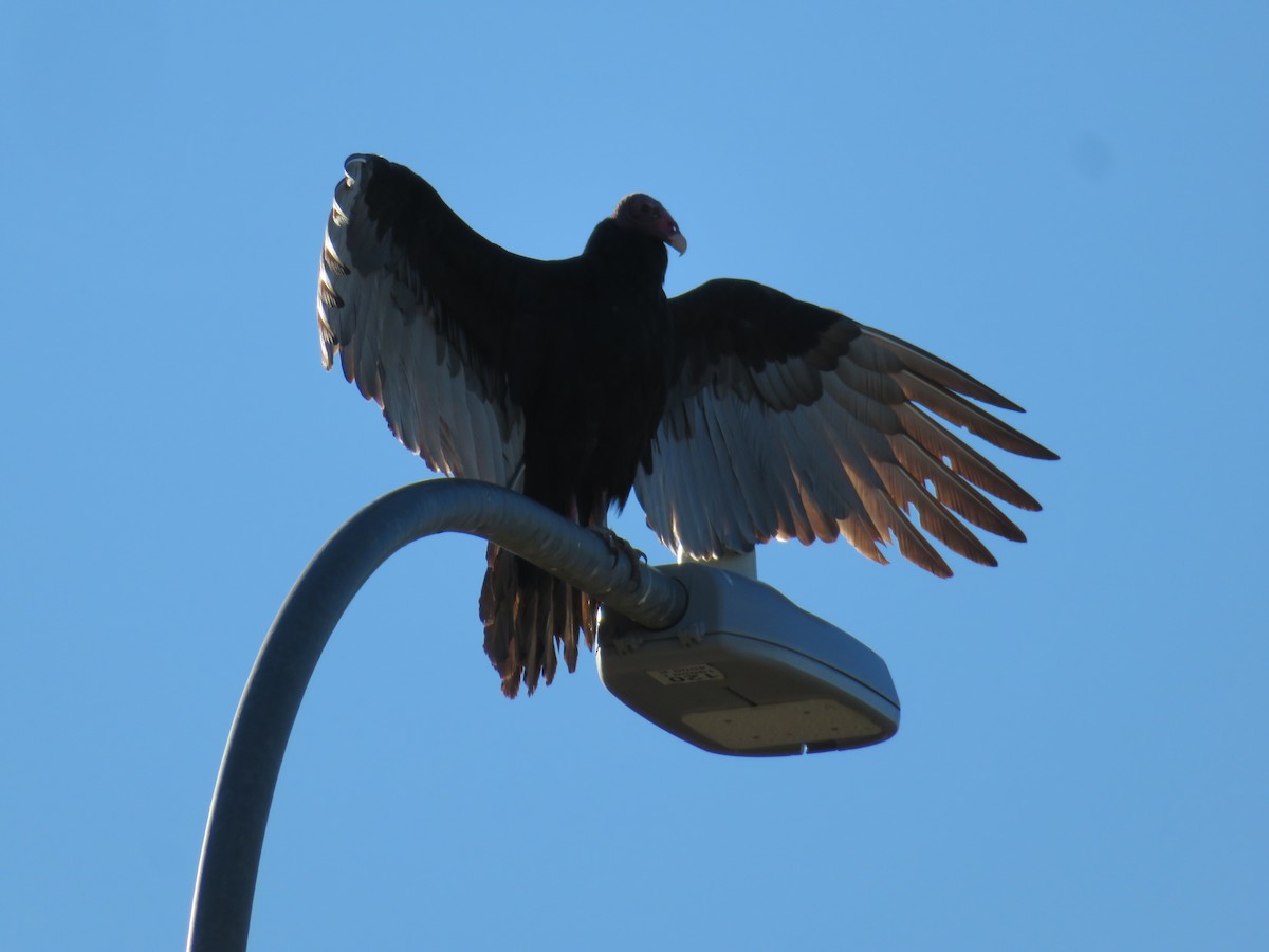 Turkey Vulture - ML646712406