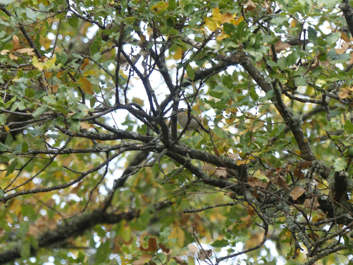 Common Firecrest - ML646712409