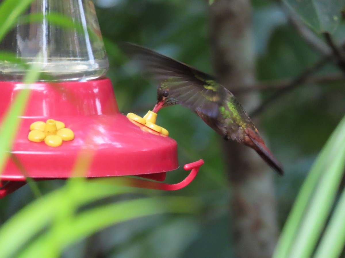 Rufous-tailed Hummingbird - ML646712411