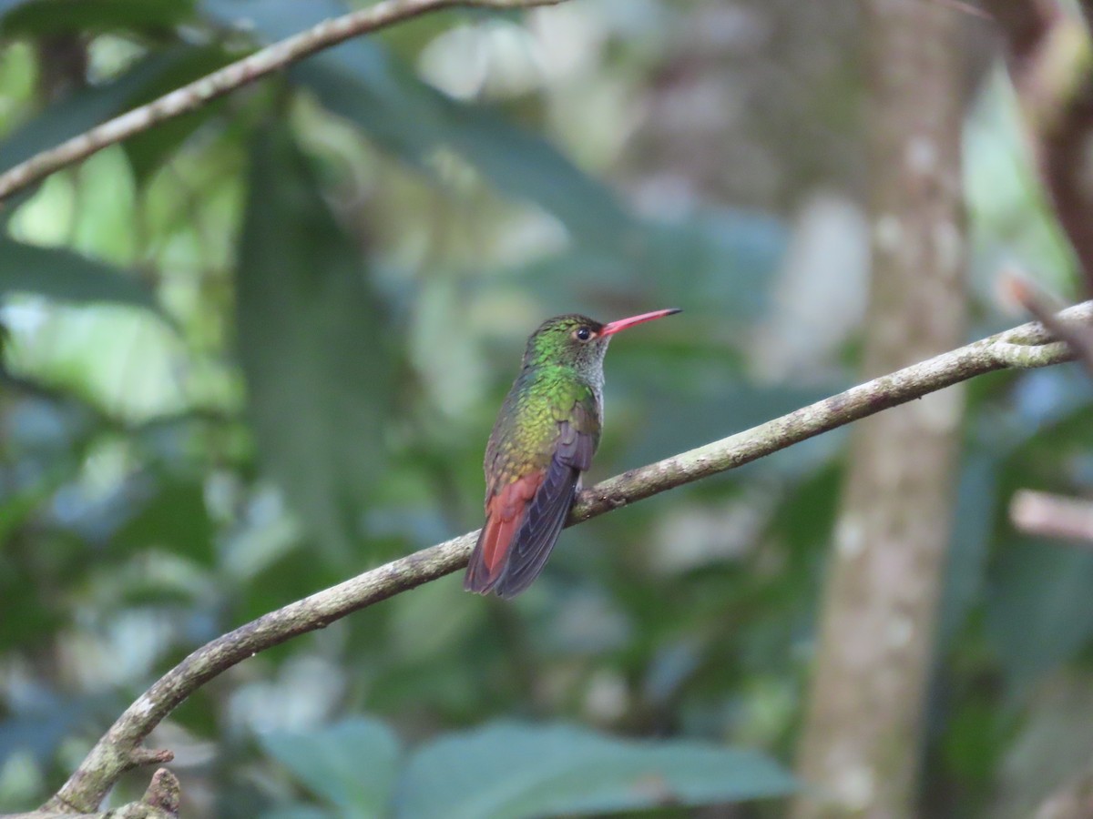 Rufous-tailed Hummingbird - ML646712412