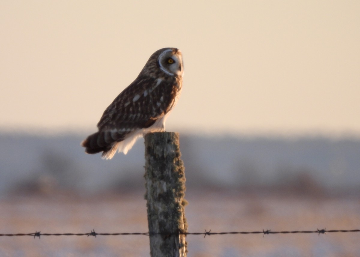 Short-eared Owl - ML646712415