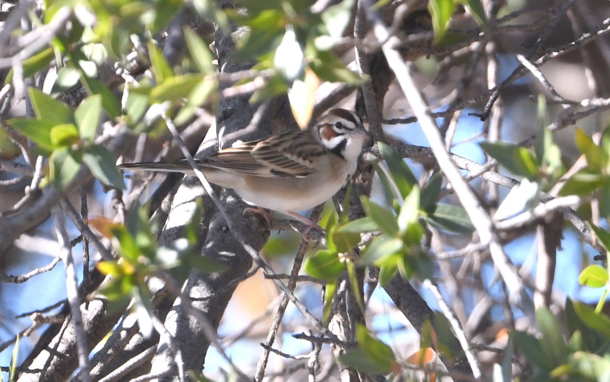 Lark Sparrow - ML646712416