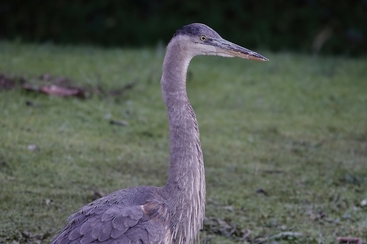 Great Blue Heron - ML646712417