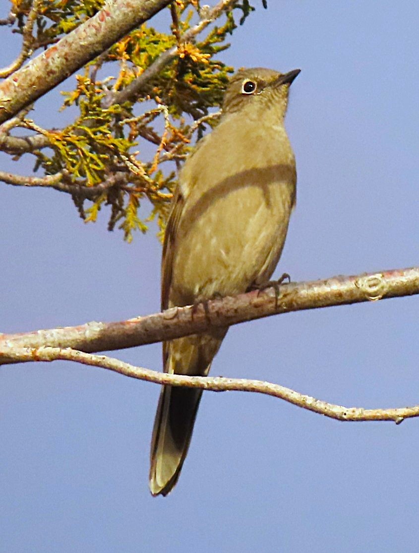 Townsend's Solitaire - ML646712419