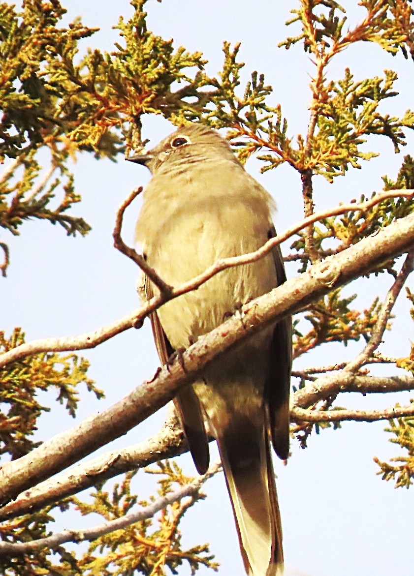 Townsend's Solitaire - ML646712420