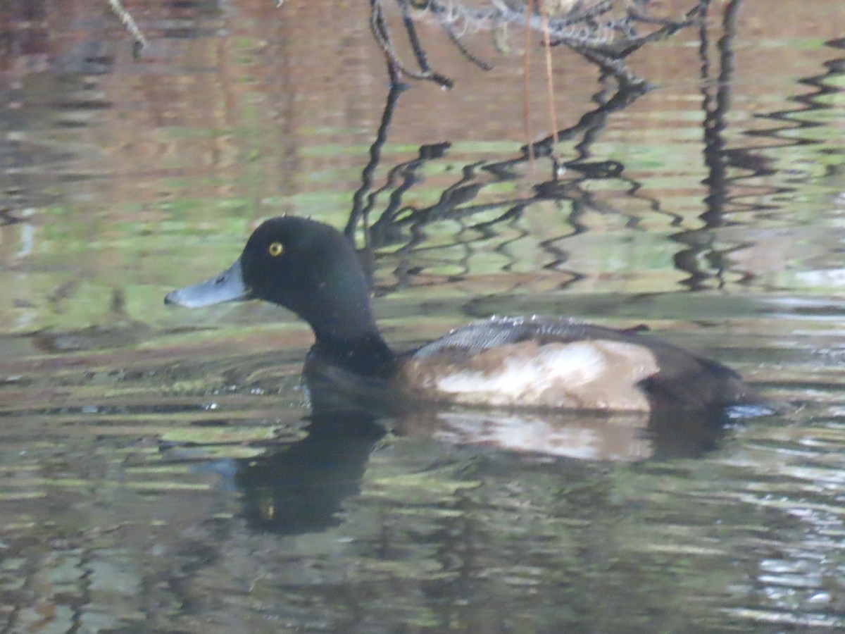 スズガモ - ML646712421