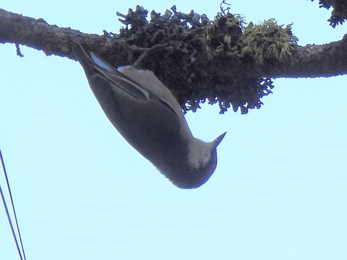 Pygmy Nuthatch - ML646712422