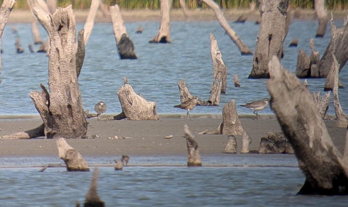 ダイゼン - ML646712423