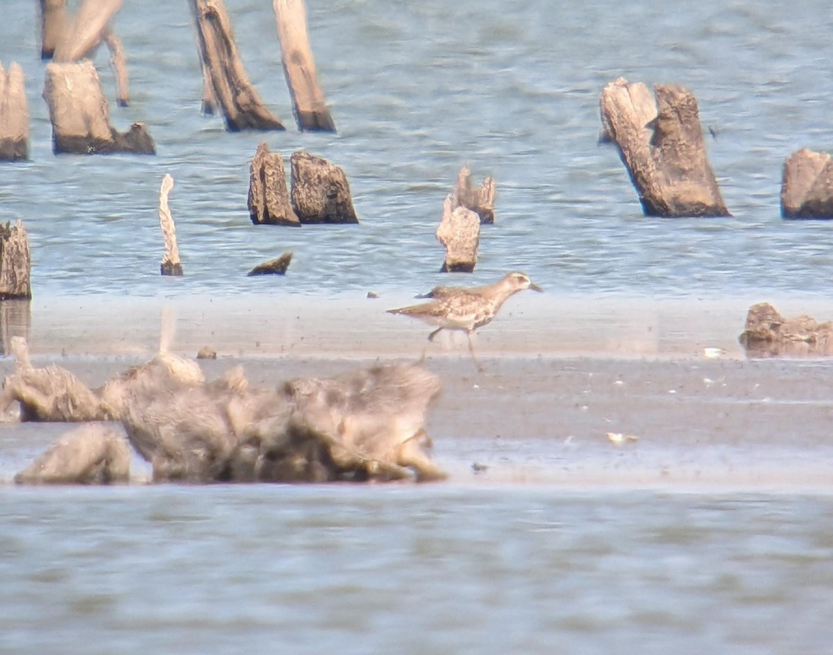 ダイゼン - ML646712424